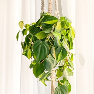 Philodendron Basil